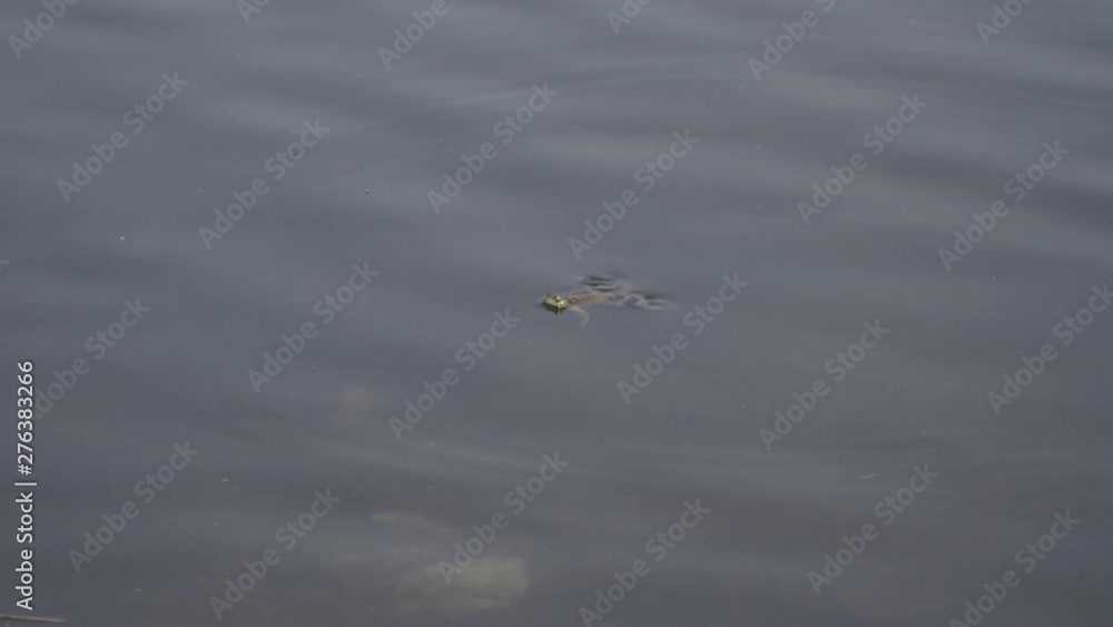 The frog slowly floats on the water surface of the pond The frog slowly floats on the water surface of the pond