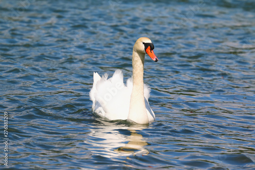 Höckerschwan auf dem Wasser, Cygnus olor