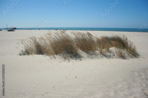 Fototapeta Naklejka Na Ścianę i Meble -  beach with golden sand and dunes