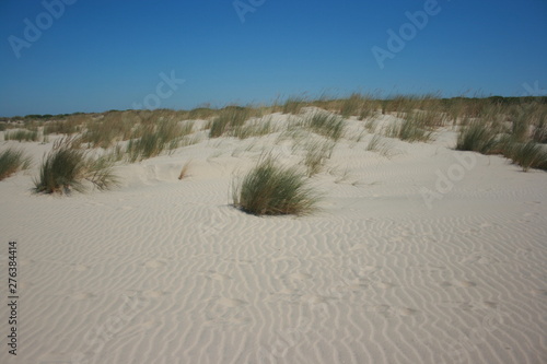 beach with golden sand and dunes