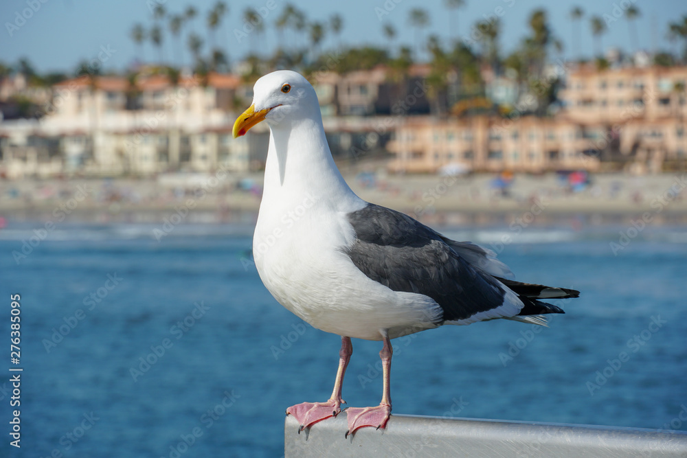 Close up of seagull standing on a pier with sea and coastline on the background. Seagull waiting on the Oceanside Pier. In North San Diego, California, USA. Close up of seagull standing on a pier with sea and coastline on the background. Seagull waiting on the Oceanside Pier. In North San Diego, California, USA.