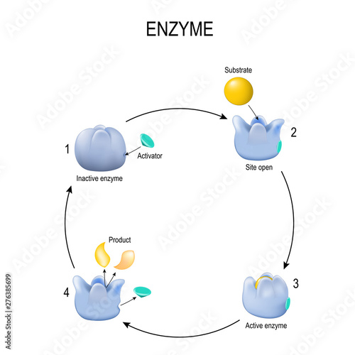 Enzyme. Process of activation. Activator, substrate, product, enzyme-product complex and enzyme-substrate complex.