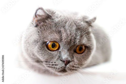 gray british fold cat close up isolated on white background