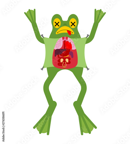 Anatomy frog. Internal organs of toad. Amphibian preparation. Study guide zoologists 