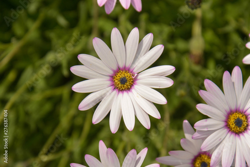 Summer pink camomiles flower bush. Garden live flowers.