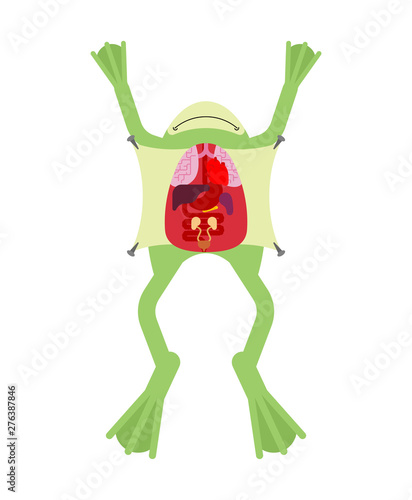 Anatomy frog. Internal organs of toad. Amphibian preparation. Study guide zoologists 