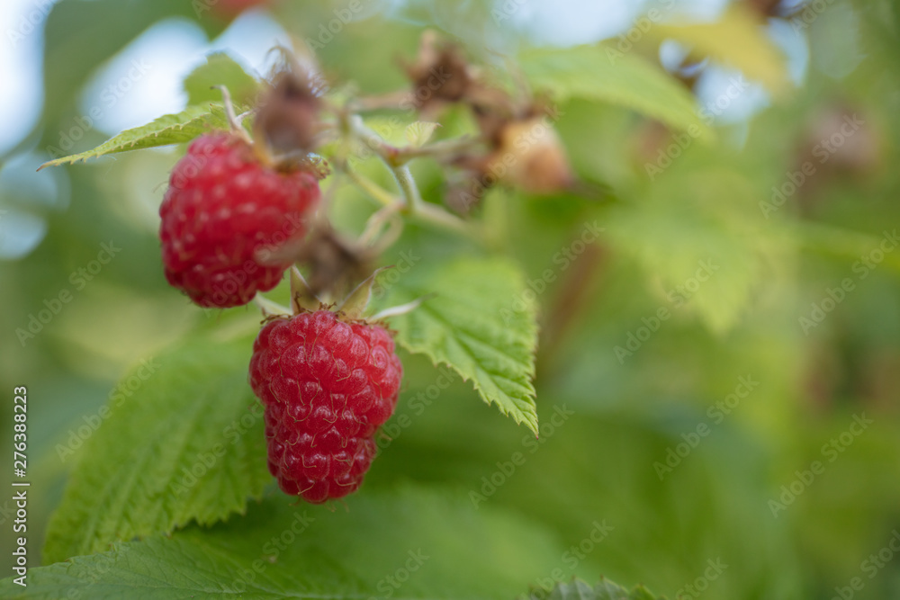 CASCADE DELIGHT raspberry CASCADE DELIGHT raspberry