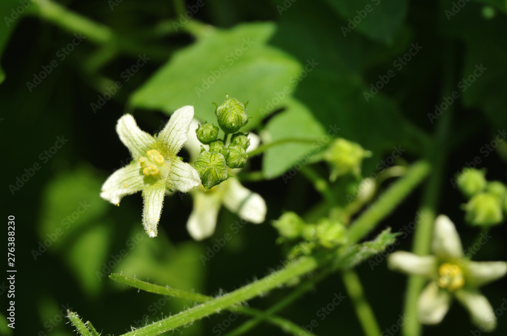 male flower and closed buds of a bryony plant male flower and closed buds of a bryony plant