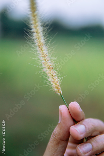 hand with the yellow reeds in the afternoon blends beautifully with the greenery