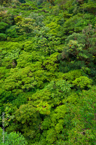 Santa Elena Cloud Forest Nature Reserve, Costa Rica, Central America, America