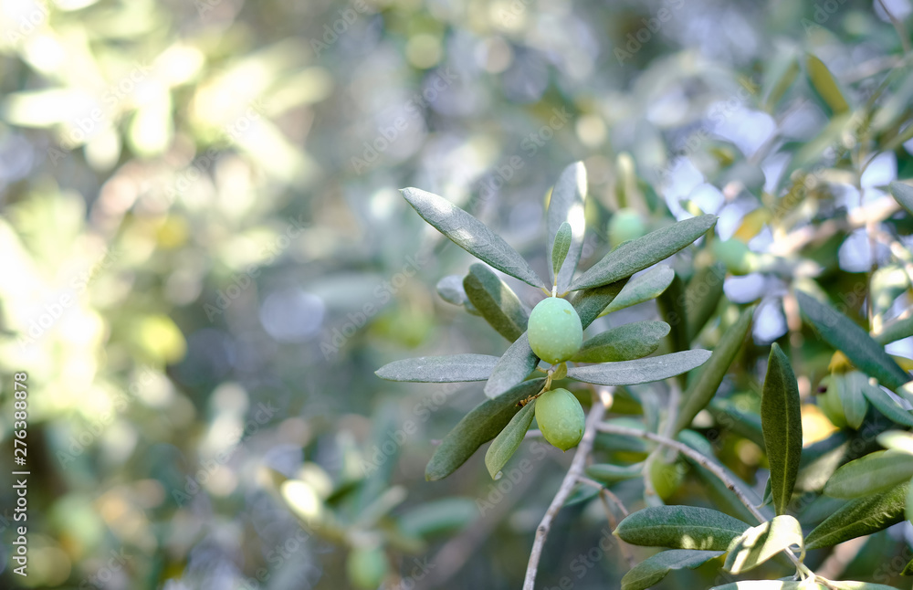 Green olives grow on an olive tree Green olives grow on an olive tree