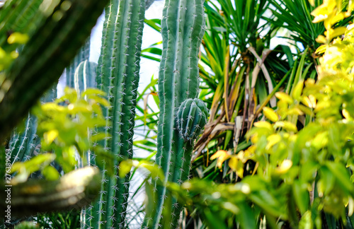 Collection of different cacti in Nikitsky Botanical garden  cactus greenhouse