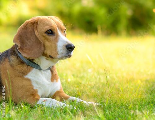 Beagle dog lying on the sunlit green grass.