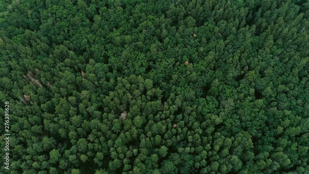 Forest aerial view. Green pine and spruce flyover. Lush trees plantation. Forest aerial view. Green pine and spruce flyover. Lush trees plantation.