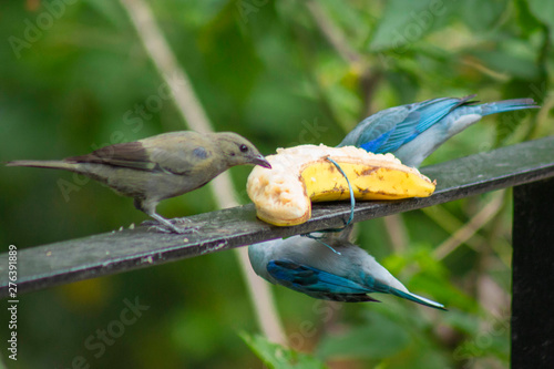  Beautiful tile bird eating banana- Thraupis episcopus photo