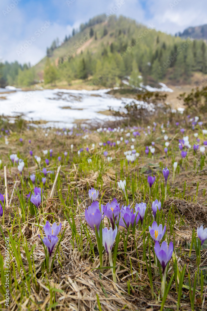 early spring blooming meadow with crocus in Sella di Rioda, Alps, Italy early spring blooming meadow with crocus in Sella di Rioda, Alps, Italy