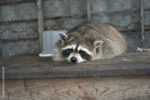 Sad raccoon in a cage