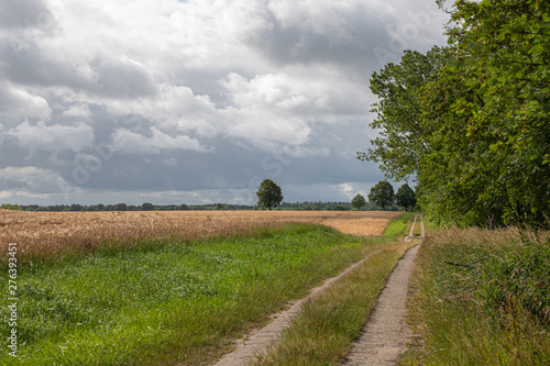 a narrow path leads past a grain field