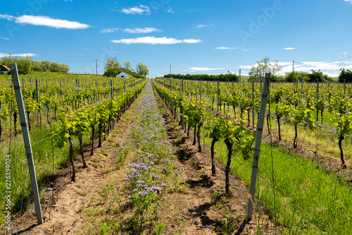 floral spacing in organic vineyard  Moravia  Czech Republic