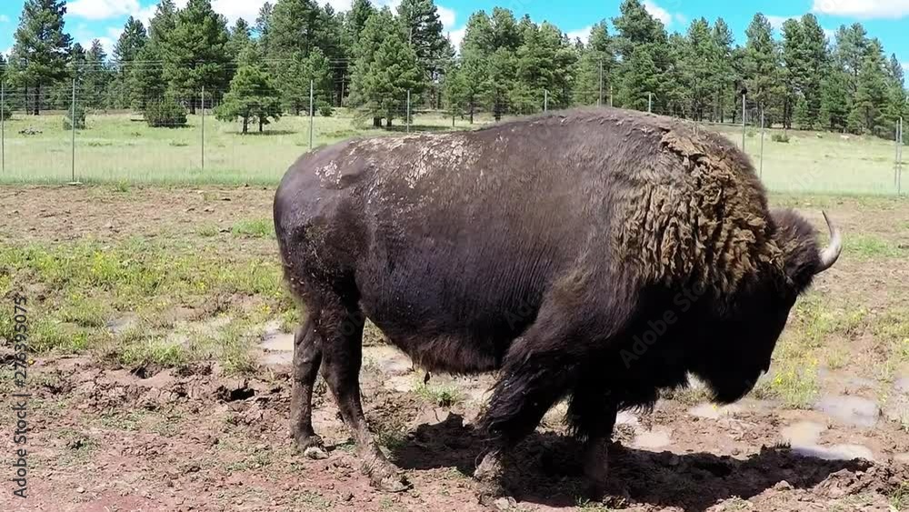 Driving By Bison- Buffalo On Ranch In Arizona Driving By Bison- Buffalo On Ranch In Arizona