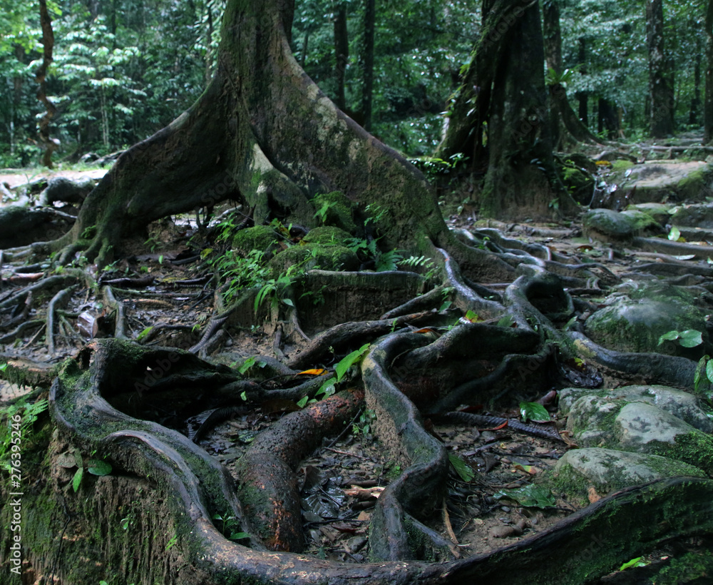 Thick tree roots spreading across the ground in a tropical forest, close up view Thick tree roots spreading across the ground in a tropical forest, close up view