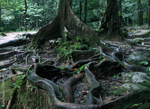 Thick tree roots spreading across the ground in a tropical forest, close up view