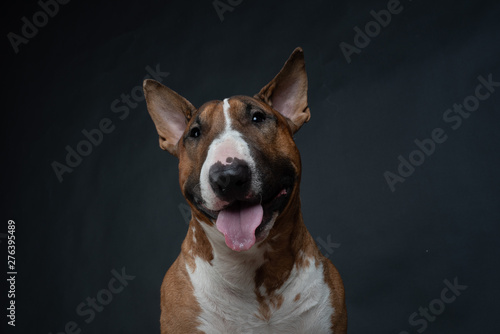 Fotografia portrait of bull Terrier isolated on black background