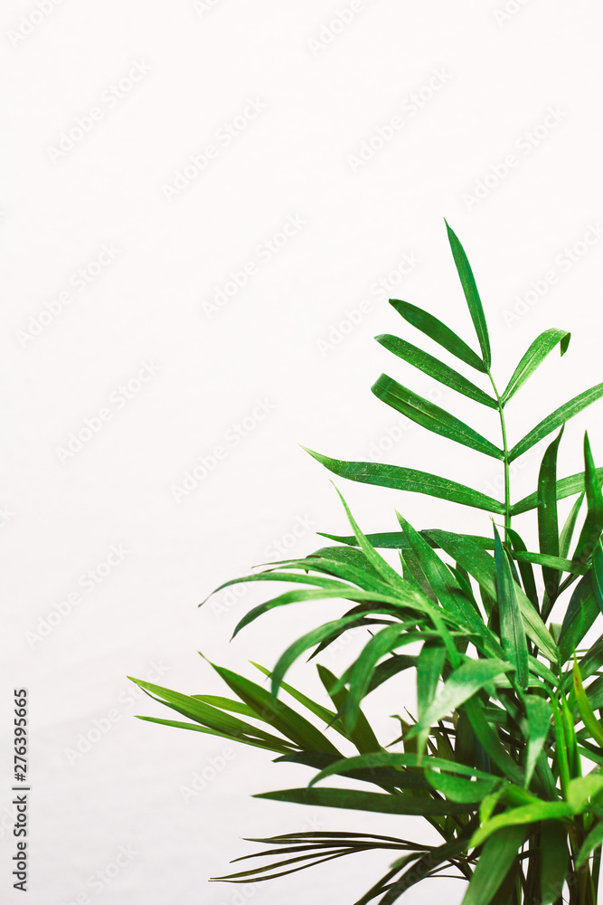 houseplant green mini palm tree dracaena against a gray wall with space for text houseplant green mini palm tree dracaena against a gray wall with space for text
