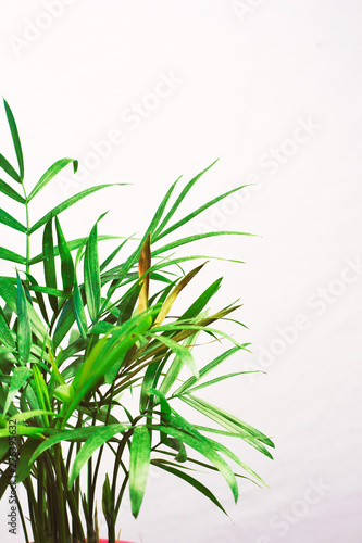 houseplant green mini palm tree dracaena against a gray wall with space for text 