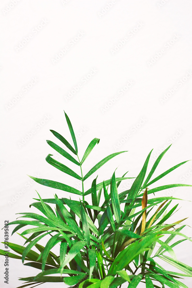 houseplant green mini palm tree dracaena against a gray wall with space for text houseplant green mini palm tree dracaena against a gray wall with space for text