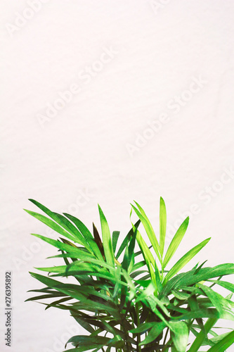 houseplant green mini palm tree dracaena against a gray wall with space for text 