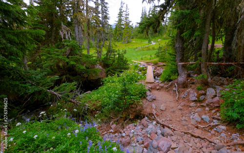 path in forest