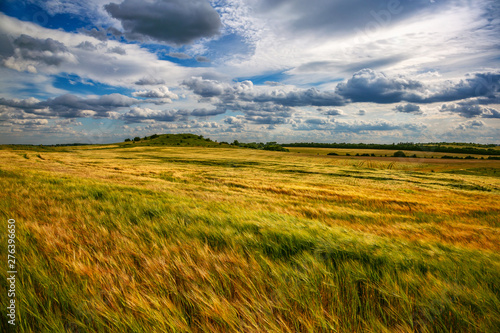 Beautiful wheat field in windy weather. Ukraine