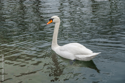 White swan swim at the lake of the Palace of Versailles.