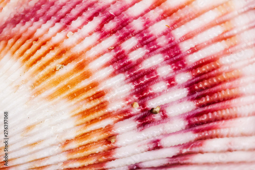 macro photo of seashell texture