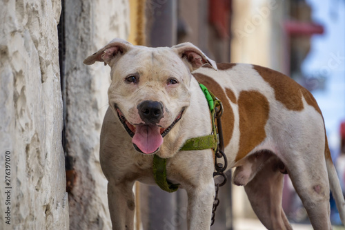 Cute little dog in the Streets of Old Havana City, Capital of Cuba, during a sunny day. © edb3_16