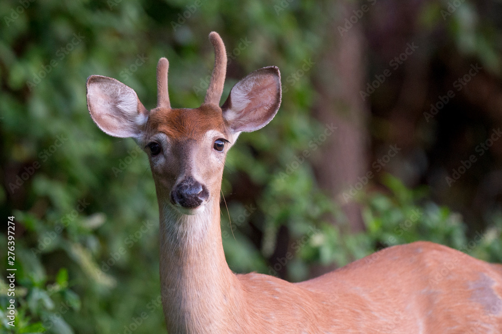 Young Whitetail Deer Buck