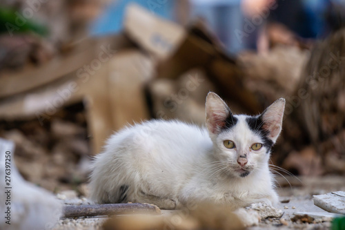 Dirty  homeless little kitty cat in the Streets of Old Havana City  Capital of Cuba  during a sunny day.