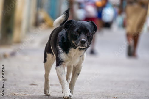 Cute little dog in the Streets of Old Havana City, Capital of Cuba, during a sunny day.