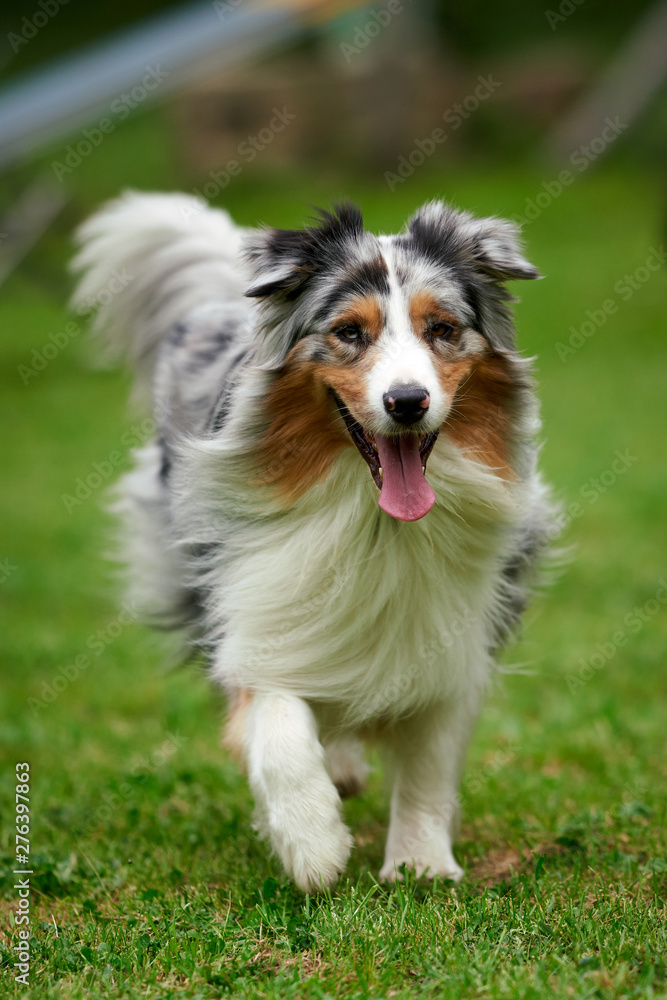 Dog portrait - Pure-breed Australian Shepherd in an agility field/course