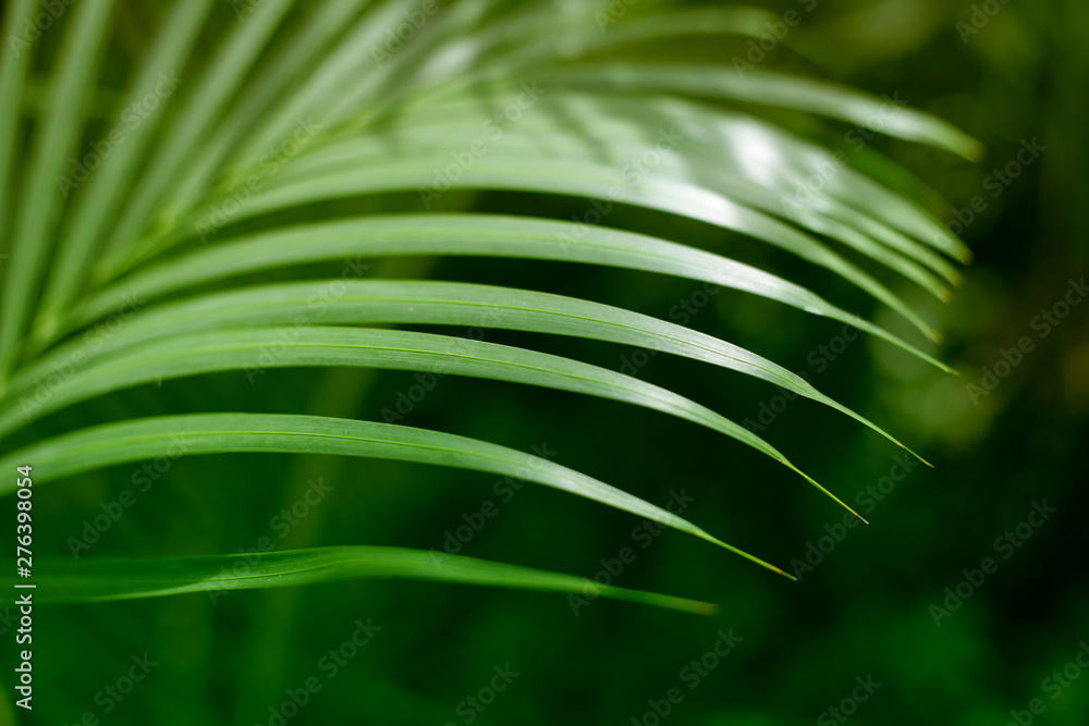 Palm green leaf. Tropical plants. Nature background. - obrazy, fototapety, plakaty 