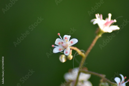 Blühendes Porzellanblümchen (Saxifraga × urbium) - Steinbrech