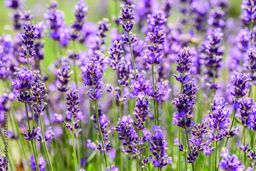 Lavender plant growing in a field in summertime for background.