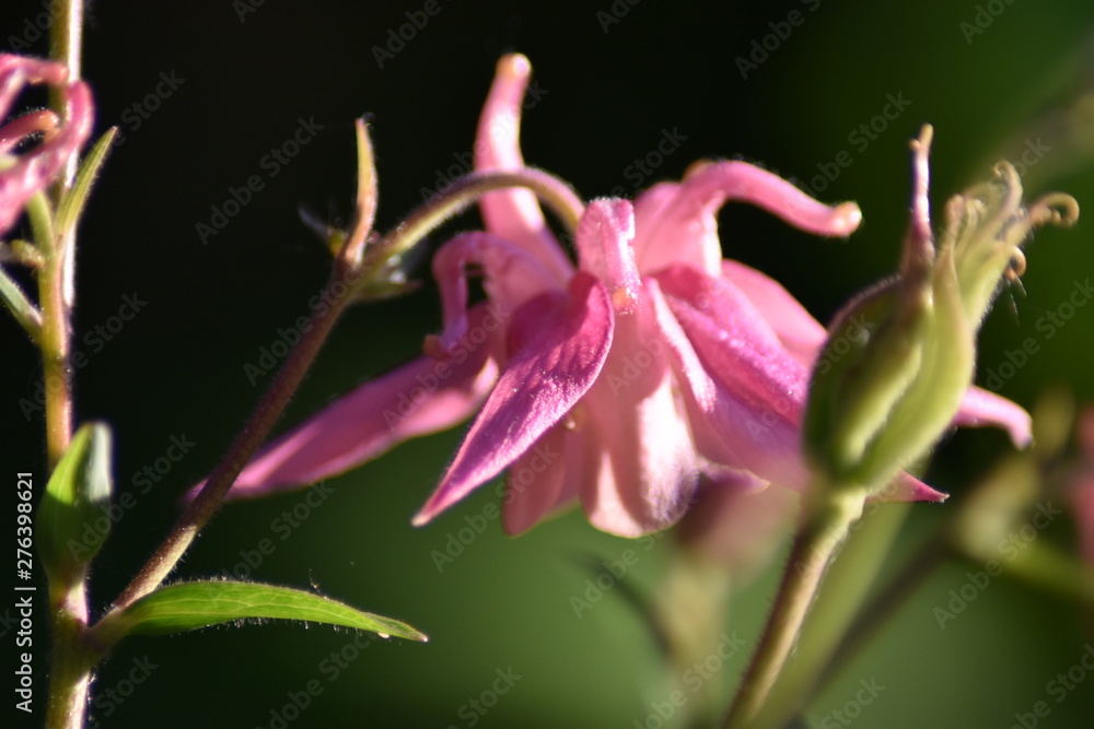 Blühende Akelei (Aquilegia) Blühende Akelei (Aquilegia)