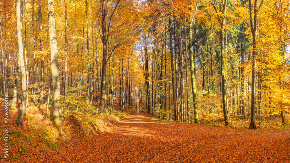Obraz premium Buntes Laub mit Sonnenlicht im herbstlichen Wald