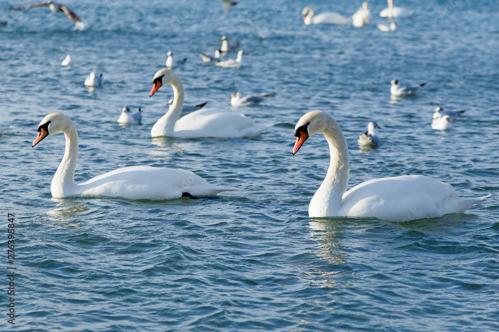 Fototapeta premium A group of beautiful white swans swim on the ice-free sea in winter. A place for wintering swans on a background of wild nature, selective focus in the center of the frame. Beautiful wildlife concept
