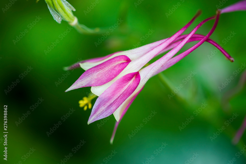 Bright pink flower Aquilegia with a long straight spur on a background of green leaves. Side view. Macro. Copy space. Selective focus. Concept: an original simulation of the underwater world.