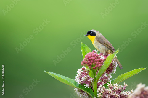 Common Yellowthroat on Milkweed photo