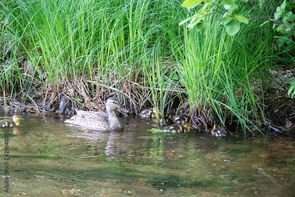 Family of Ducks on a Stream