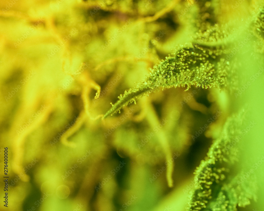 Close-up Marijuana Bud. Macro of trichomes on female cannabis indica plant leaf. Cannabis flower seen under a microscope. tetracanabinol contained in trichomes of marijuana.